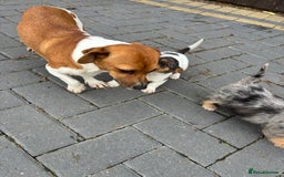 Jack Russell dogs for sale: Jack Russell puppies  - Image 9