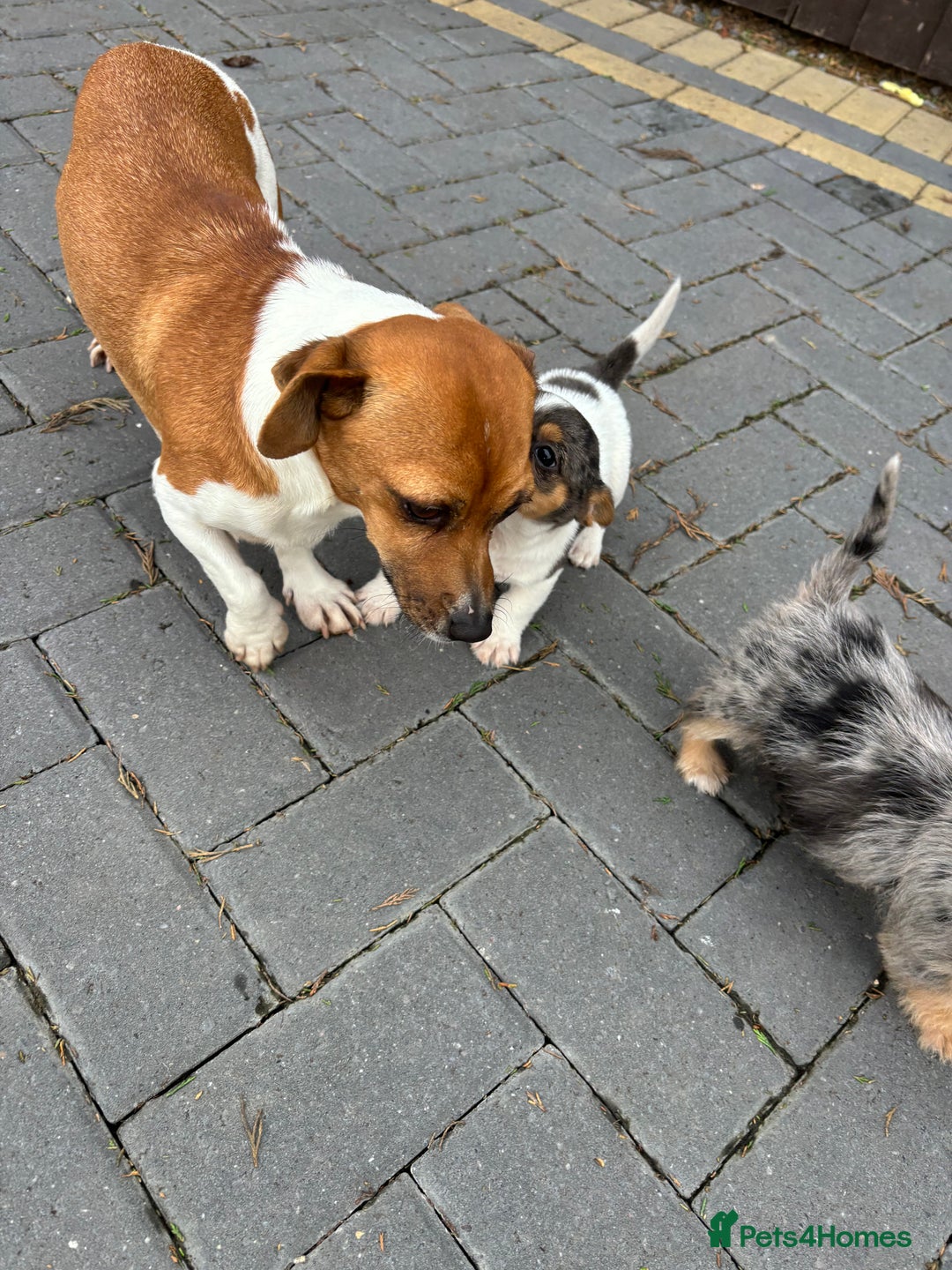 Jack Russell dogs for sale: Jack Russell puppies  - Image 9