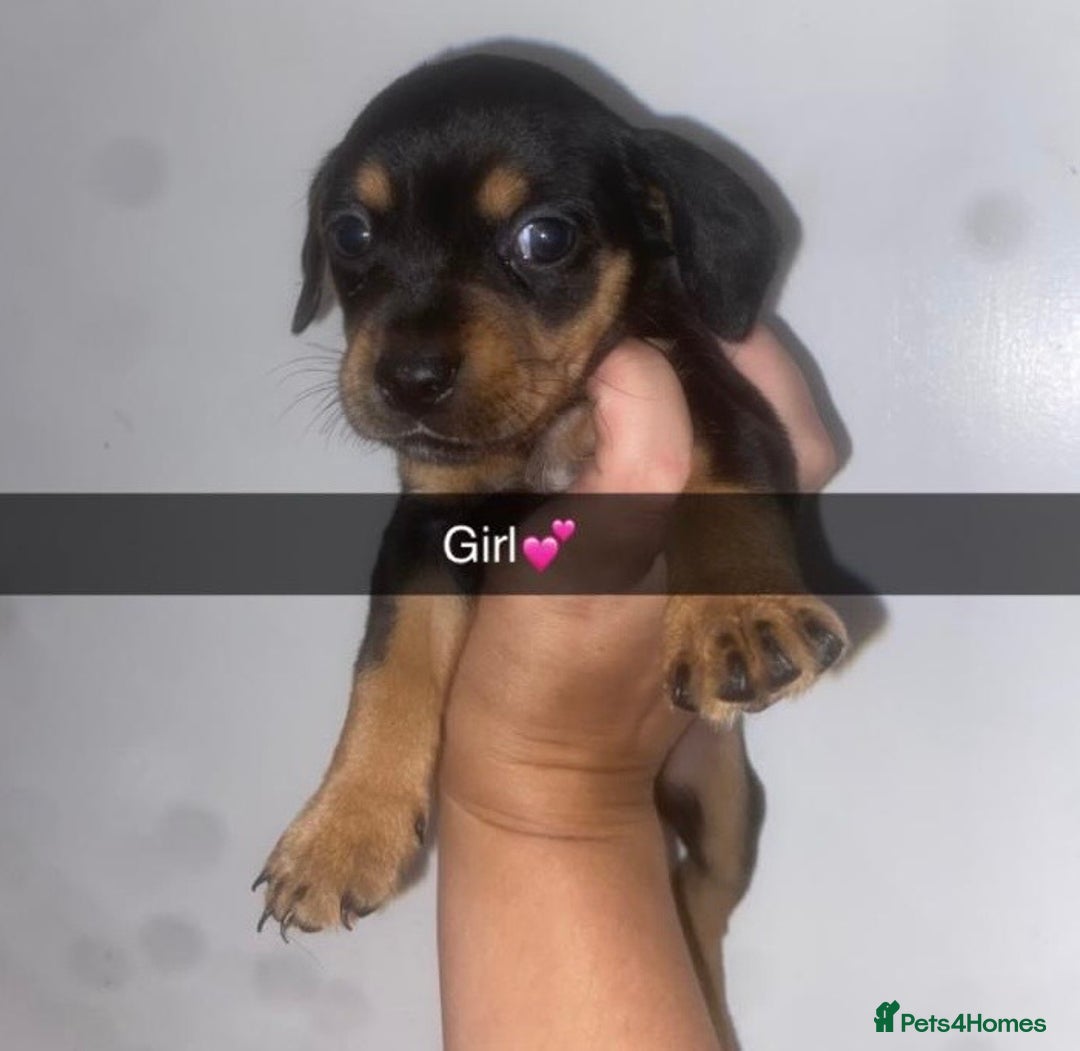 Mixed Breed dogs for sale: Dachshund x Jack Russell  - Image 8