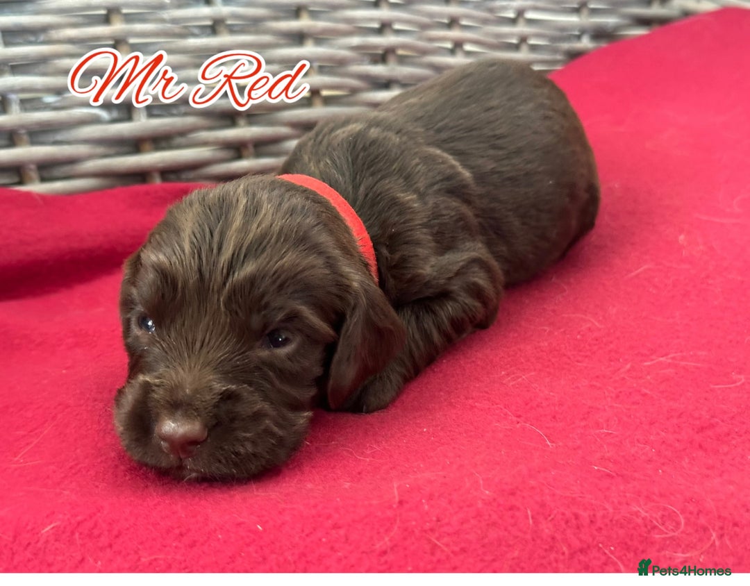 Sprocker dogs for sale: ⭐️Fully Health Tested F1 Sprocker Spaniel Puppies - Advert 6