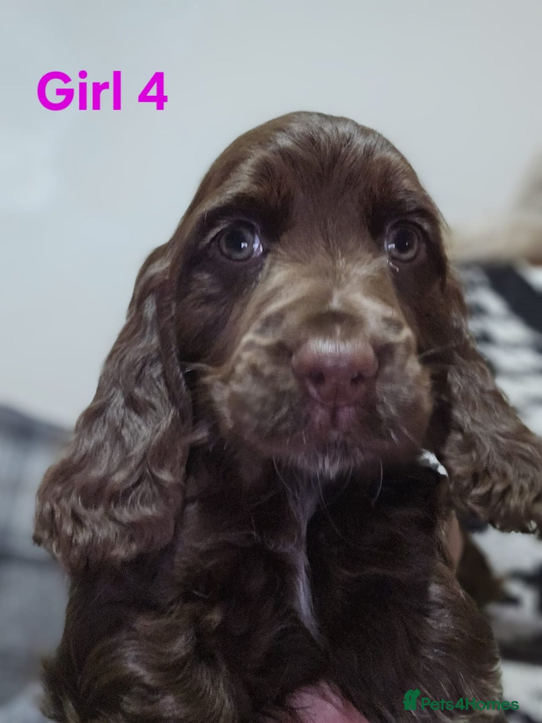 Cocker Spaniel dogs for sale: stunning show cockers - Image 26