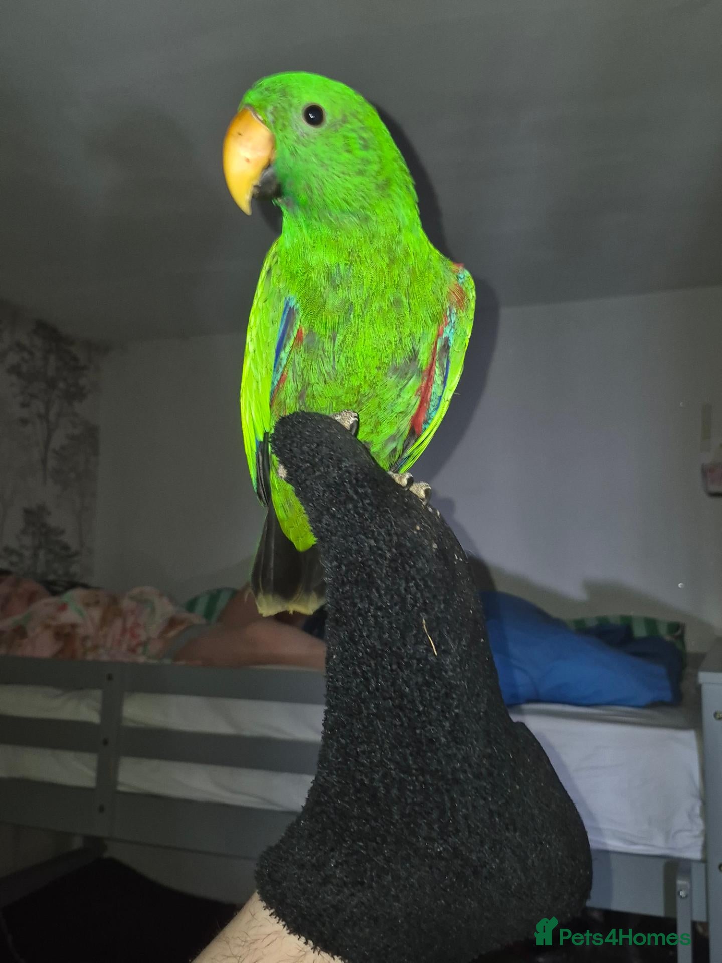 Parrots birds Beautiful Male Eclectus - Advert 2