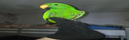 Parrots birds for sale: Beautiful Male Eclectus - Advert 2