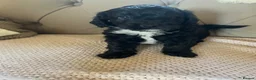 Cockapoo dogs for sale: Lovely F1 Cockapoos in Radstock - Advert 5
