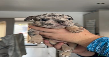 French Bulldog dogs - Advert 6