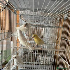 Canaries birds for sale: Canaries  - Advert 2