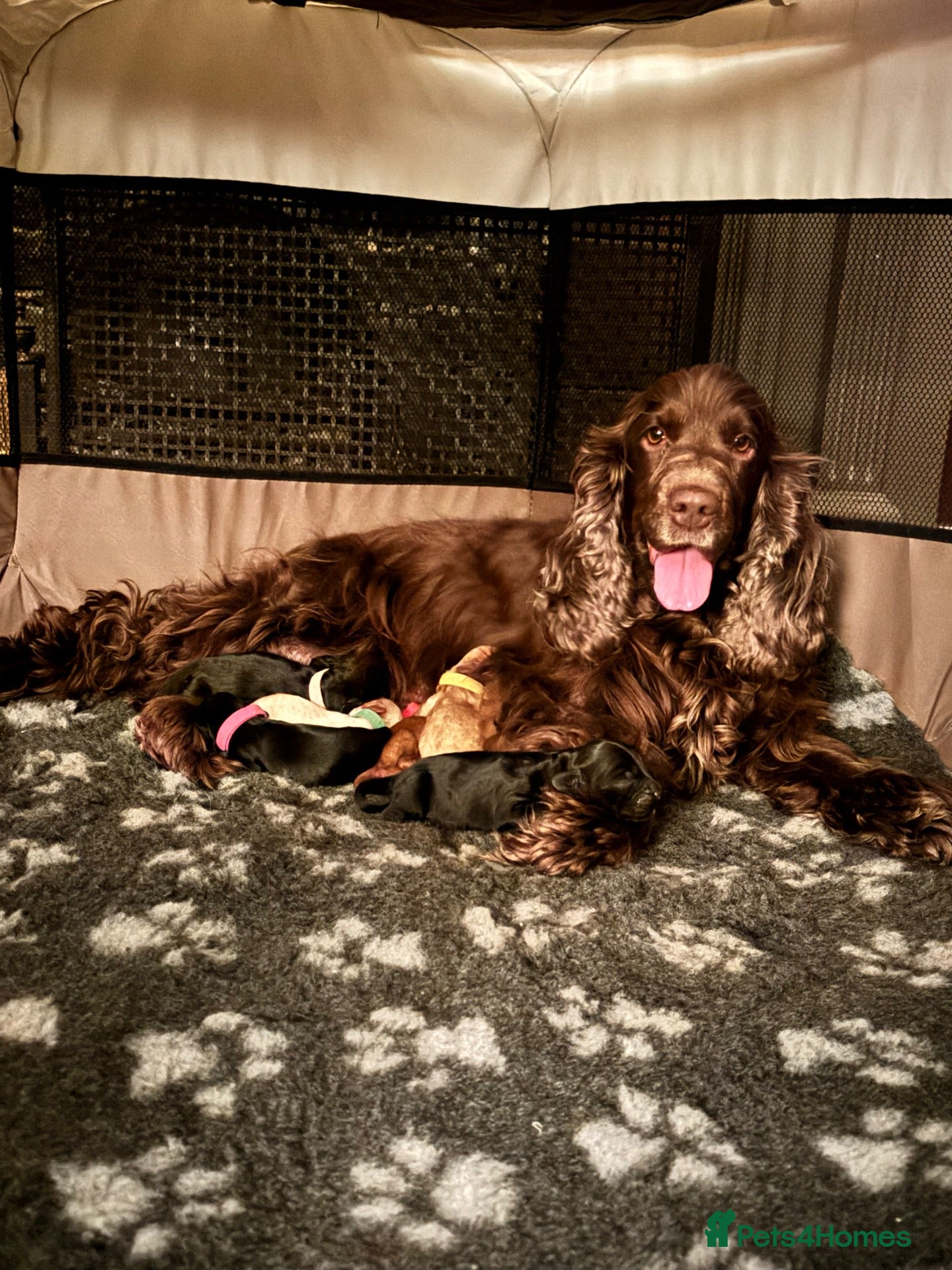 Cockapoo dogs 🐾 Bonfire Night Puppies🐾 - Advert 2