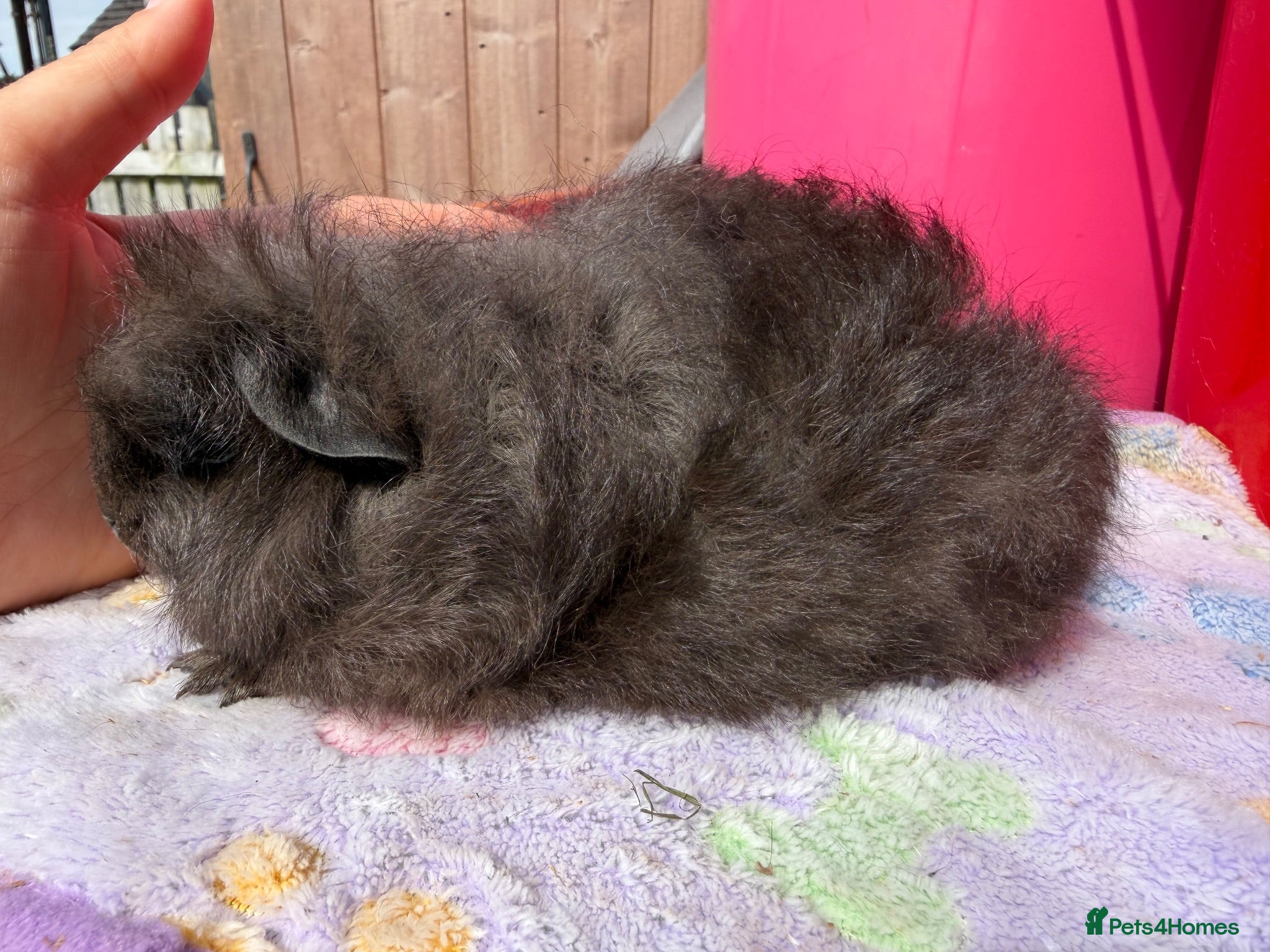 Guinea Pig rodents Full bred Swiss boar  - Advert 19