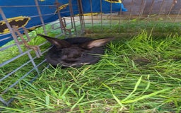 Dutch rabbits for sale: Two baby rabbits  - Image 2