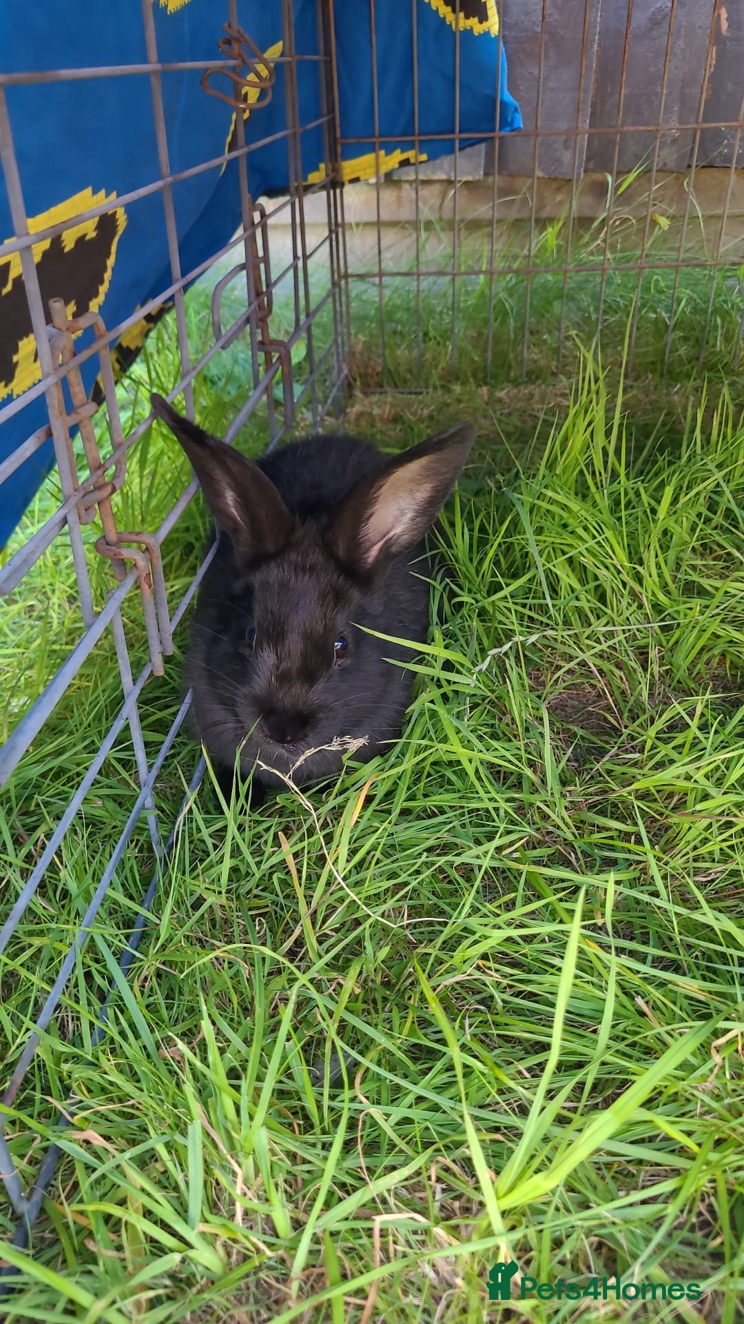 Dutch rabbits for sale: Two baby rabbits  - Image 2
