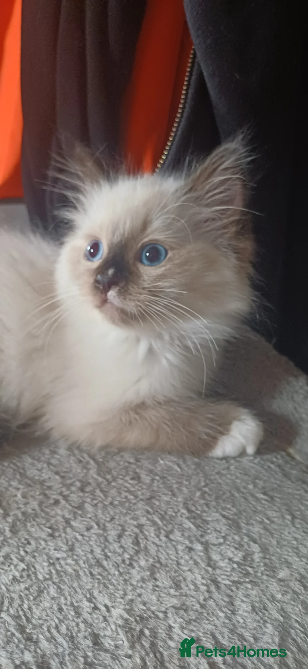 Ragdoll cats for sale: Beautiful litter Of Ragdolls - Advert 2