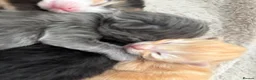 Maine Coon cats for sale: Maincoone kittens ready to reserve  - Advert 13