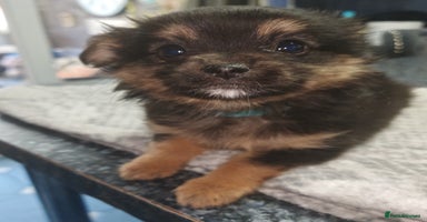 Pomchi dogs - Advert 12