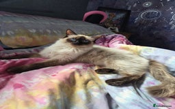 Ragdoll cats for sale: 2 x female 1/2 ragdoll kittens.  Gorgeous colours - Image 5