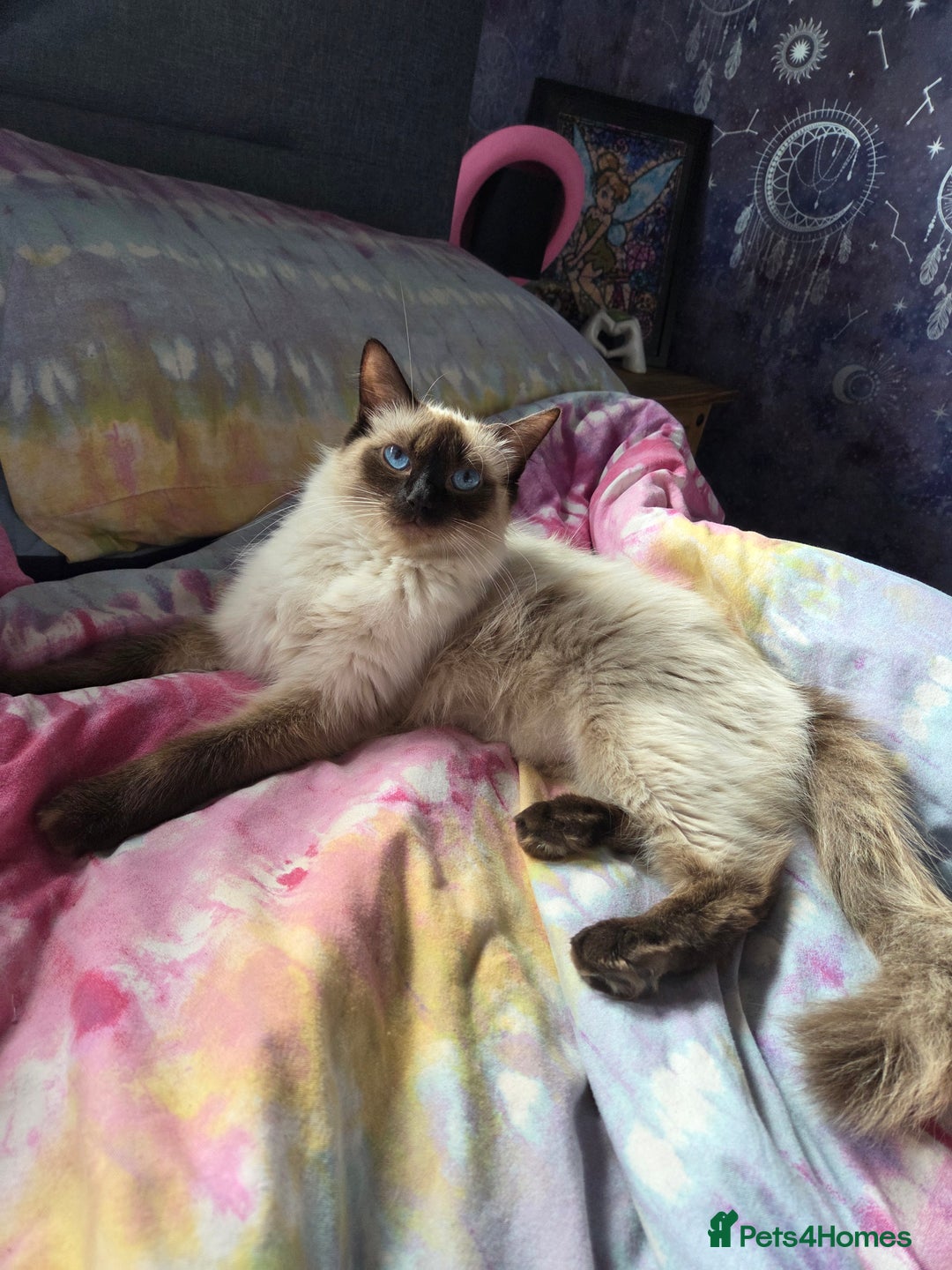 Ragdoll cats for sale: 2 x female 1/2 ragdoll kittens.  Gorgeous colours - Image 5