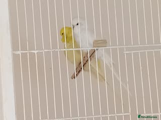 Budgerigars birds budgies - Advert 16