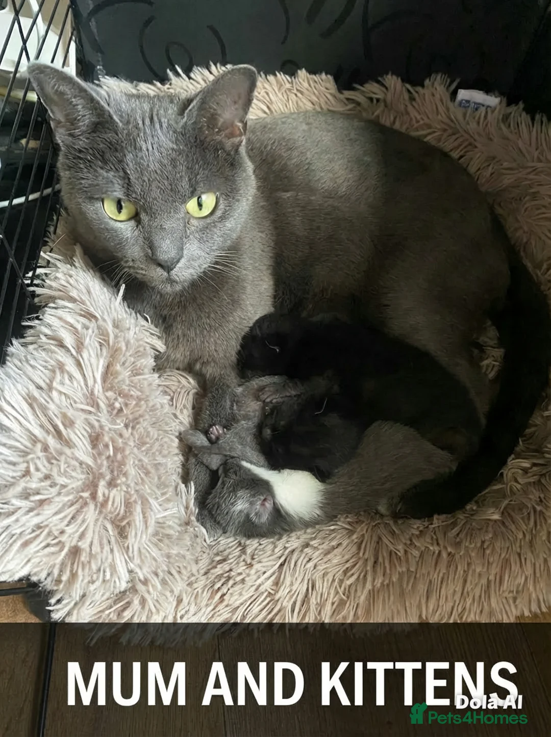 Mixed Breed cats for sale: Blue Russian mixed British short hair in Cambridge - Advert 1