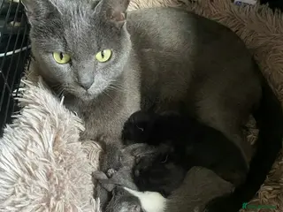 Mixed Breed cats Blue Russian mixed British short hair - Advert 3