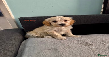 Maltipoo dogs - Advert 10