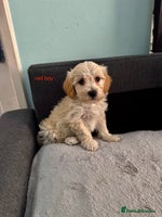 Maltipoo dogs - Advert 2