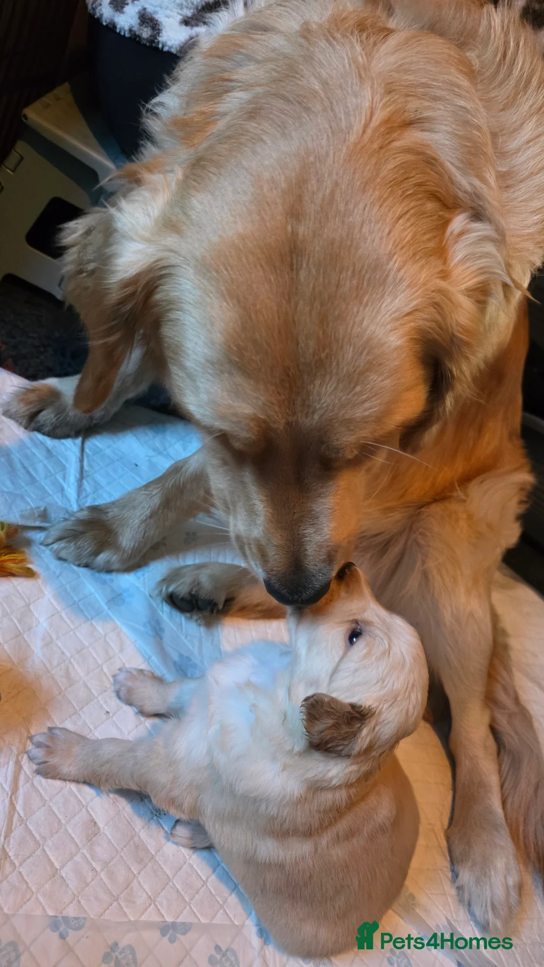 Mixed Breed dogs for sale: Golden shepherds - Advert 20