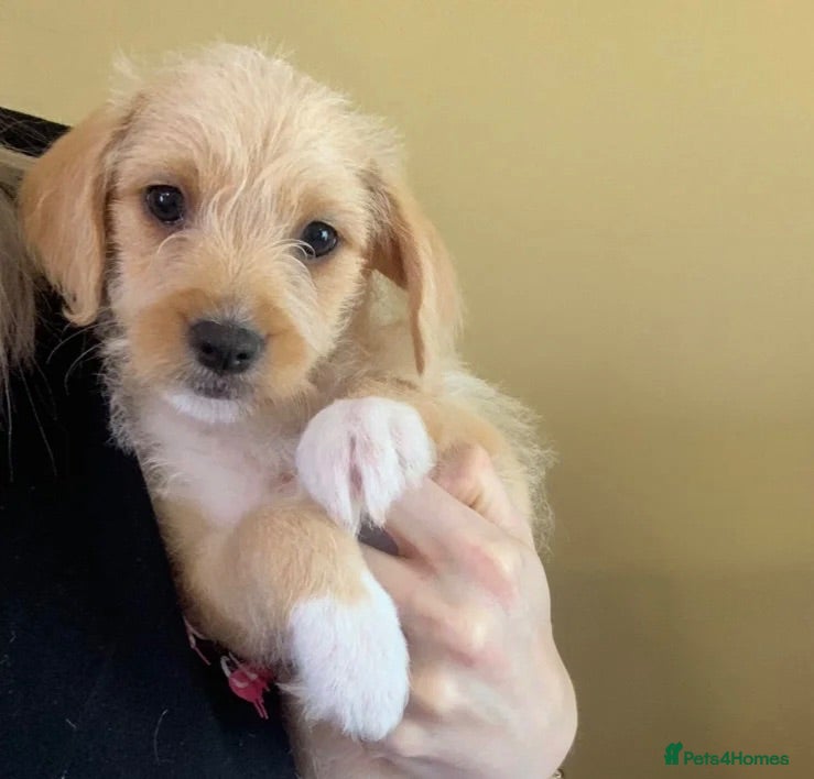 Mixed Breed dogs Jackchi x Toy poodle Puppies - Advert 5
