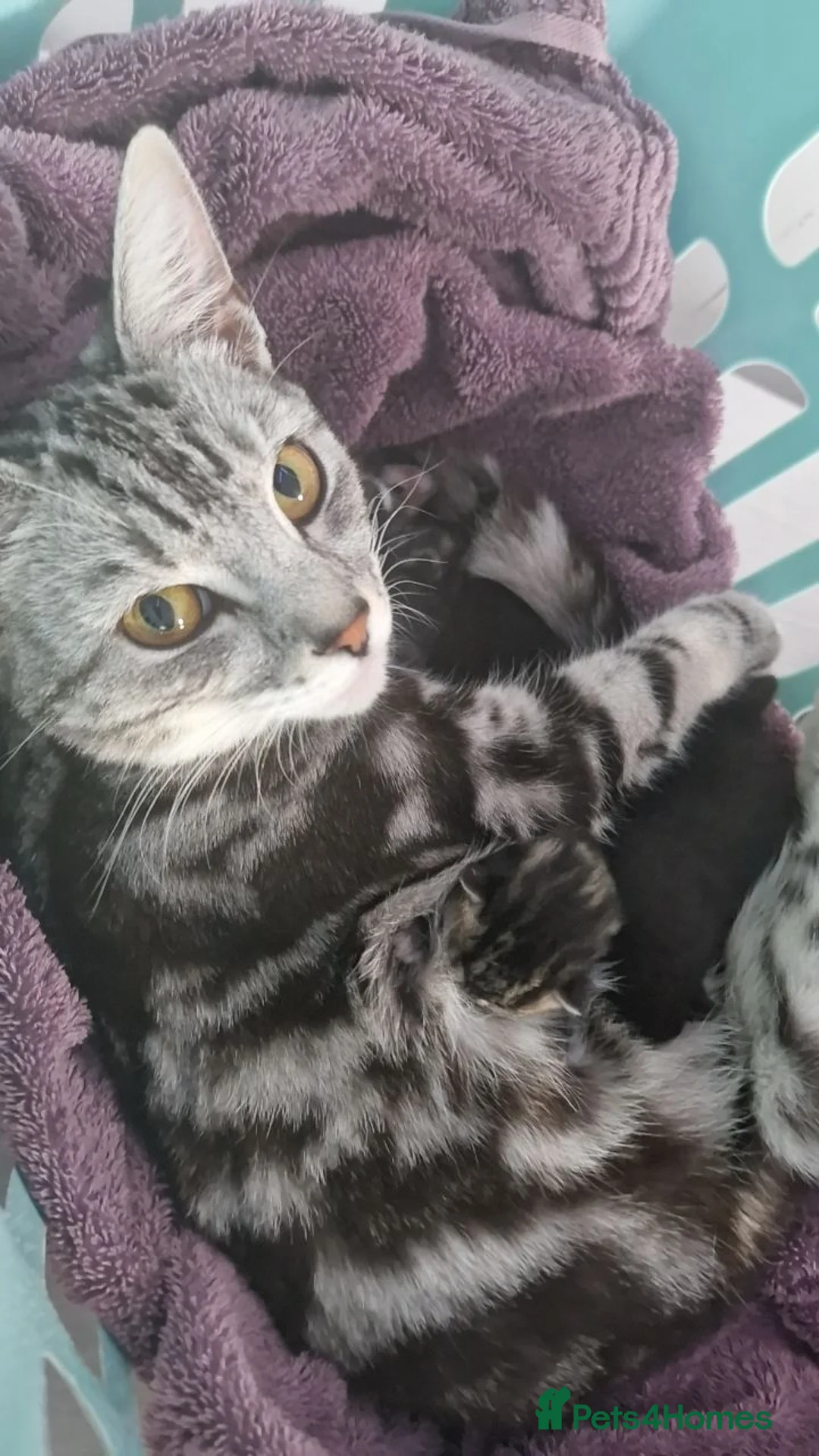 British Longhair cats for sale: 4 longhaird kittens  in Cleckheaton - Advert 11