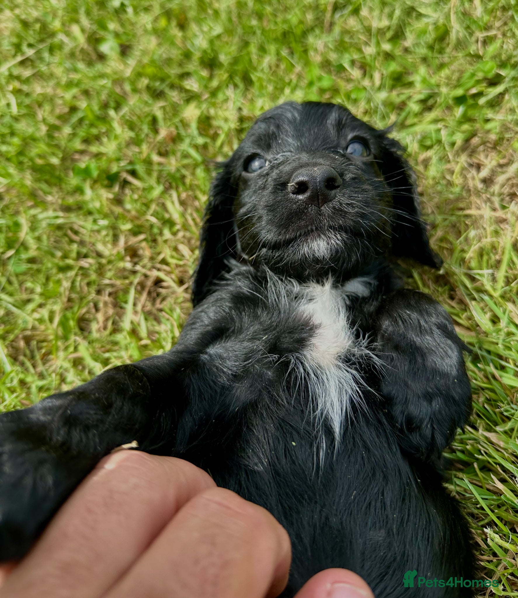 Cocker Spaniel dogs Working cocker spaniel’s - Advert 1