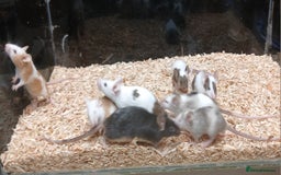 Mouse rodents for sale: Baby Fancy Coloured Mice  - Image 9