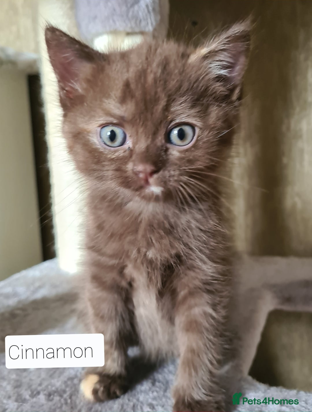 British Shorthair cats for sale: Beautiful British shorthair kittens - Image 17