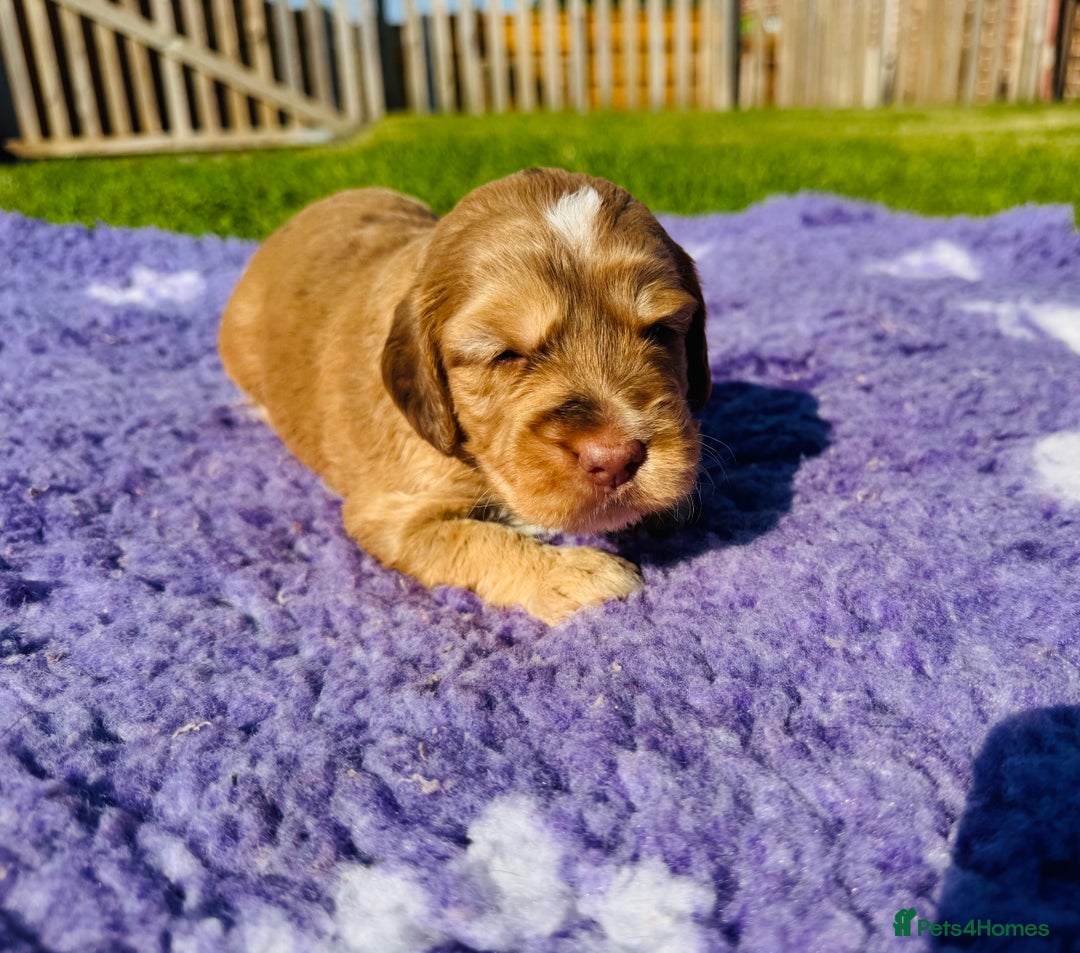Mixed Breed dogs for sale: Schnoodle Babies 🐾🐾🐾 - Image 10