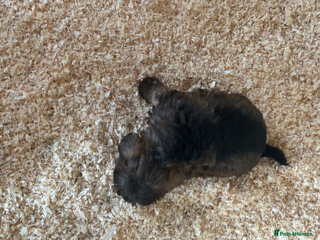 Mixed Breed dogs for sale: Lucus terrier cross toy poodle puppies - Advert 10