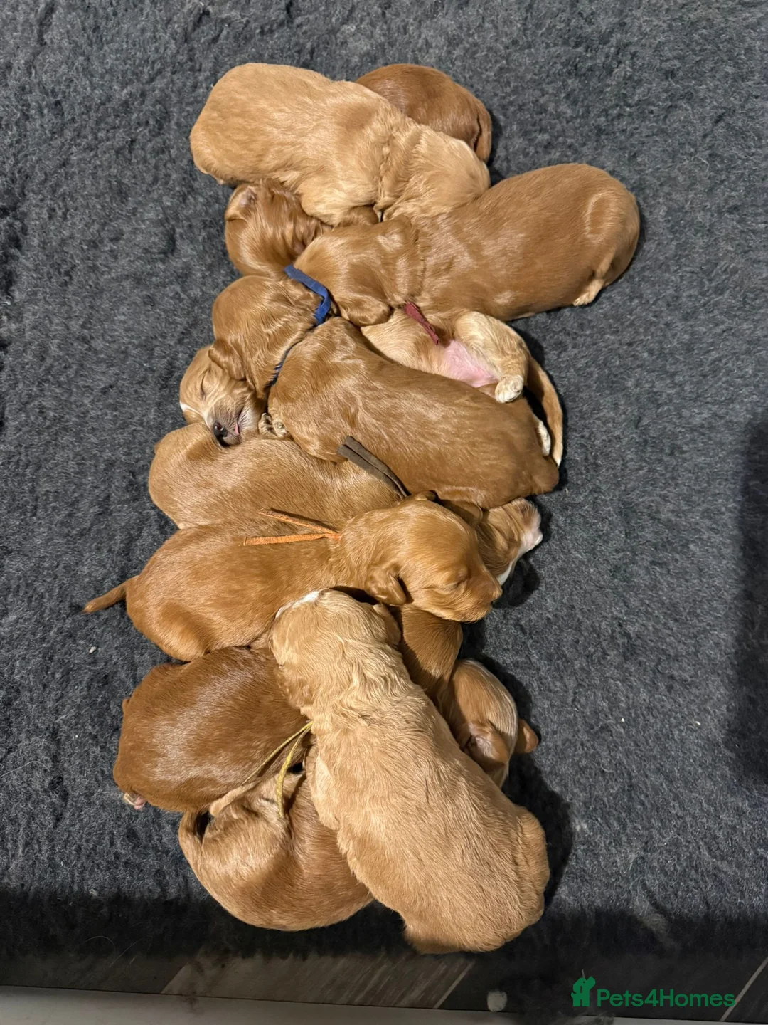 Australian Labradoodle dogs for sale: Therapy Dog Breeder - Advert 1