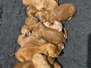 Australian Labradoodle dogs Therapy Dog Breeder - Advert 2