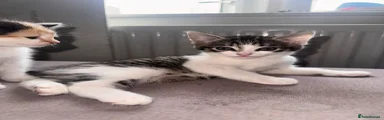 Domestic Shorthair 2