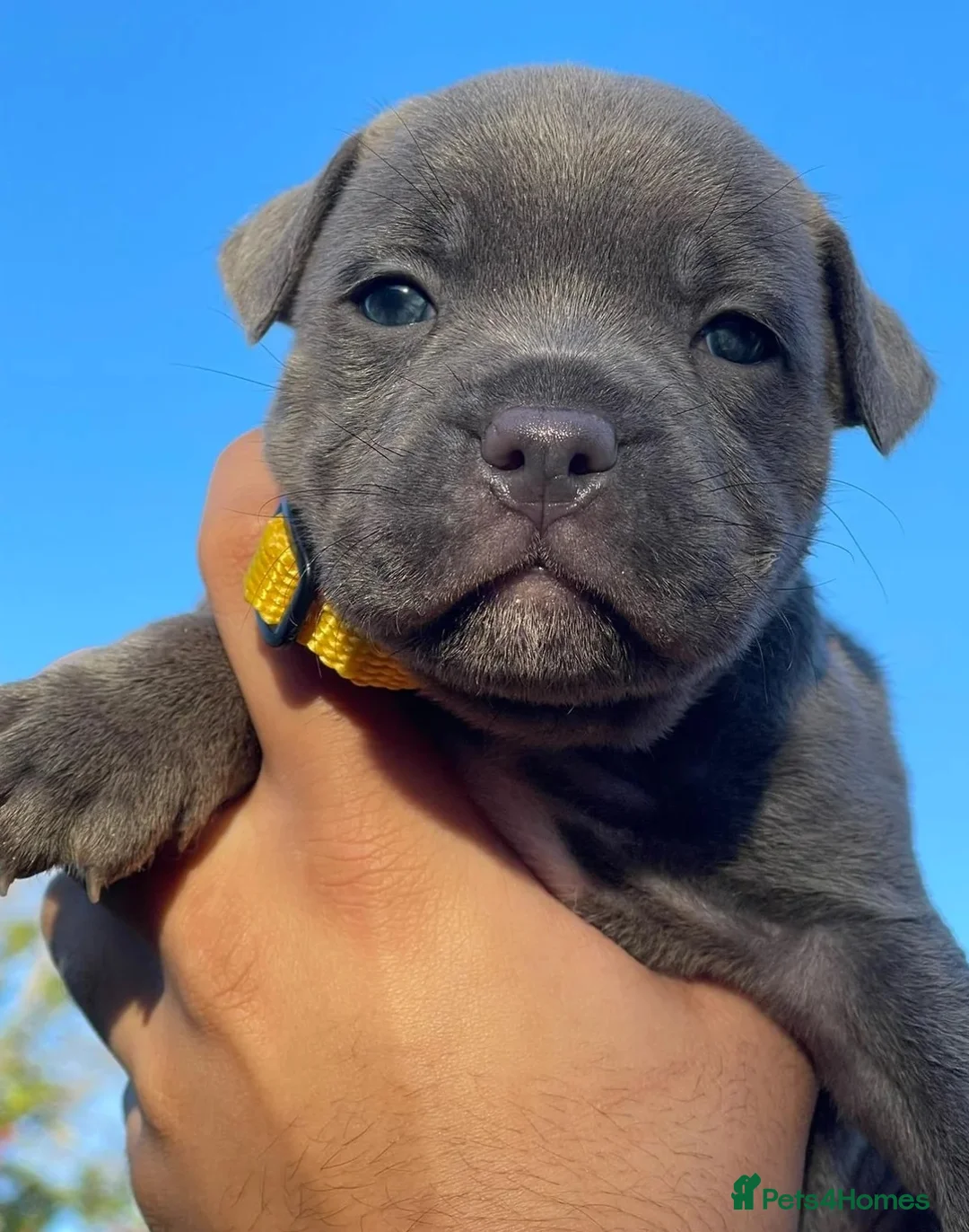 Staffordshire Bull Terrier dogs for sale: KC & DNA Tested Blue Staffordshire Bull Terriers - Advert 7