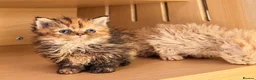 Selkirk Rex cats for sale: Beautiful litter of longhair Selkirk Rex kittens - Advert 25
