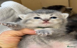 British Shorthair cats for sale: Lovely British Shorthair Golden TiCA - Image 8