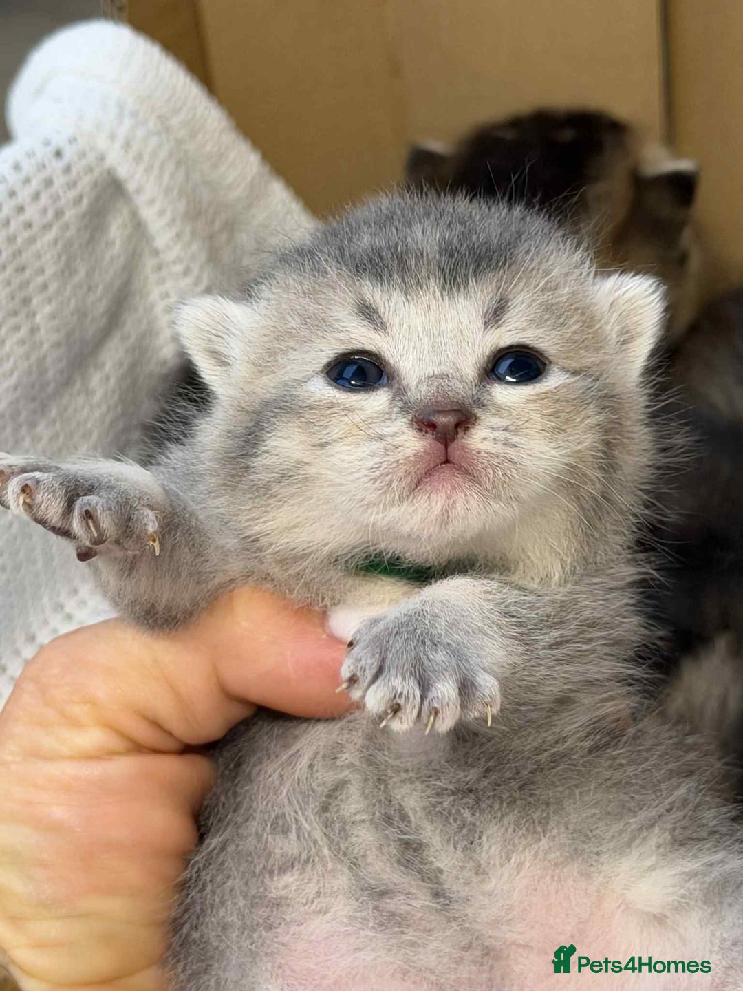 British Shorthair cats for sale: Lovely British Shorthair Golden TiCA - Image 8