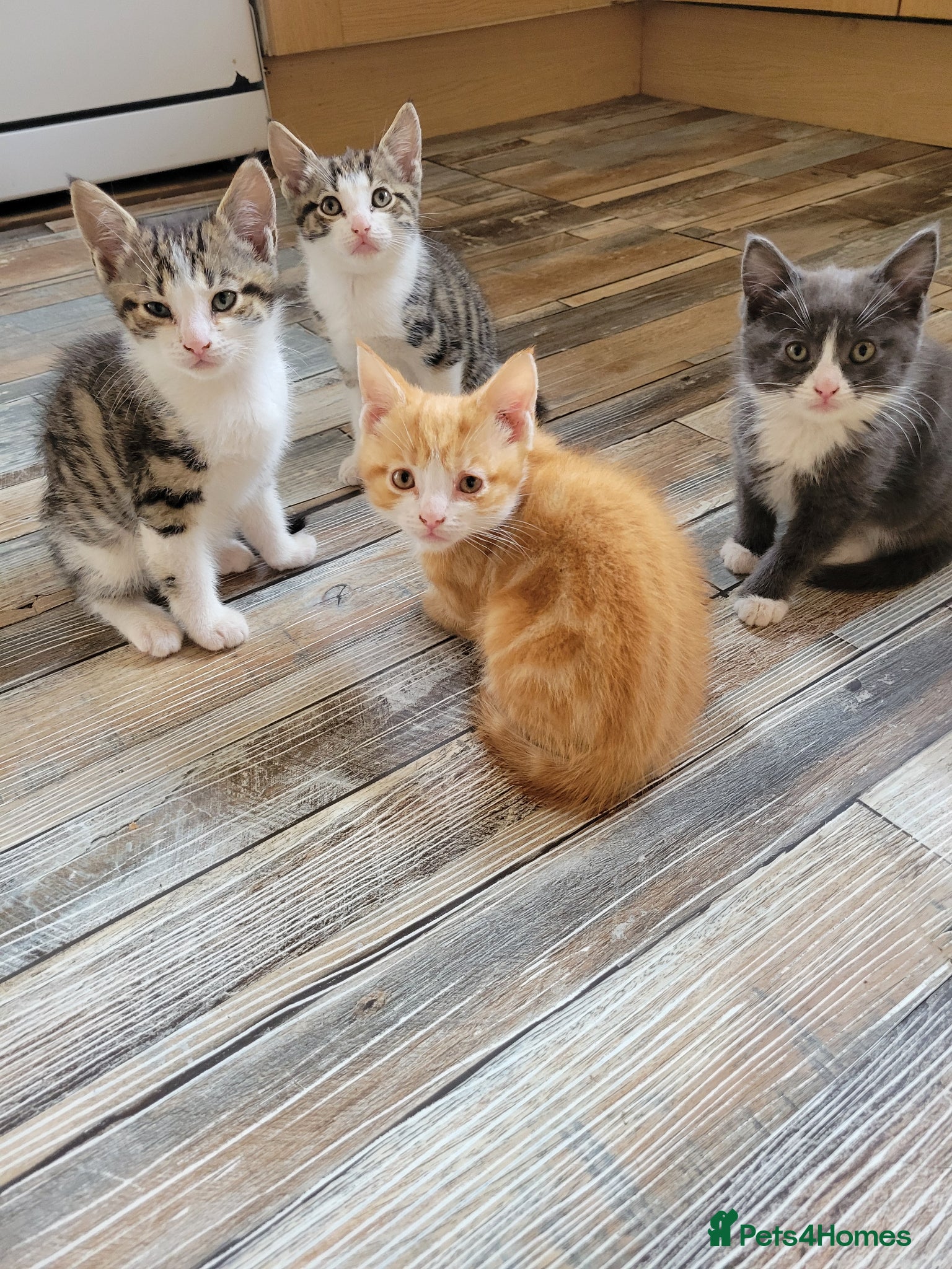 Mixed Breed cats Very cute kittens - Advert 2
