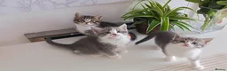 Mixed Breed cats for sale: Adorable kittens 🐈‍⬛ - Advert 3
