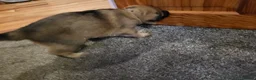 German Shepherd dogs for sale: German Shepherd pups Straight back KC registered - Advert 11
