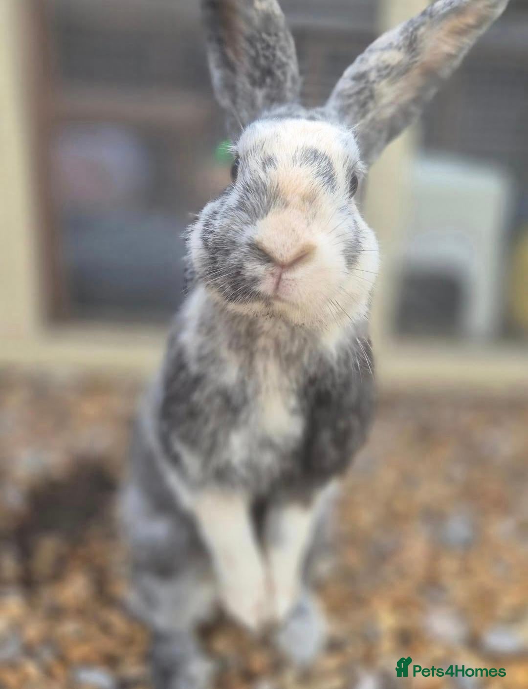 Mixed Breed rabbits Mudd Neutered and Vaccinated  - Advert 1