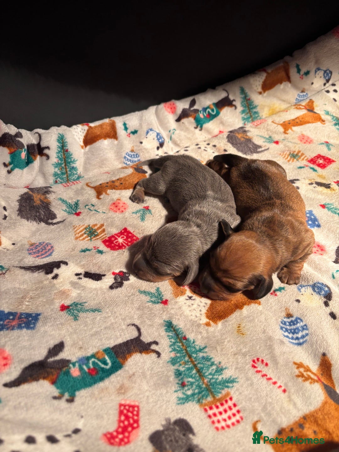 Miniature Dachshund dogs for sale: Miniature dachshund (1 girl left) - Advert 20