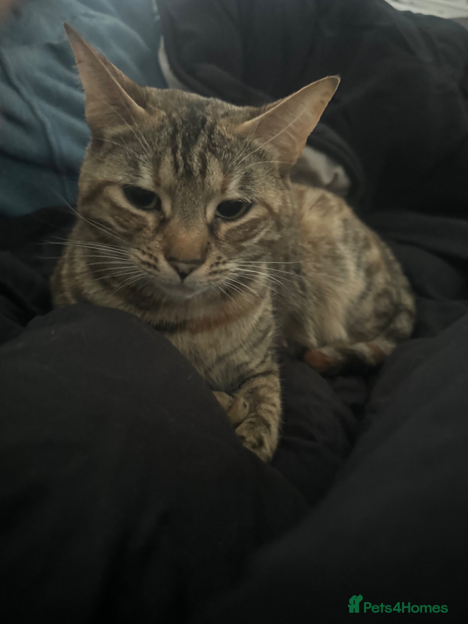Mixed Breed cats Mixed breed kittens quarter bengal  - Advert 1