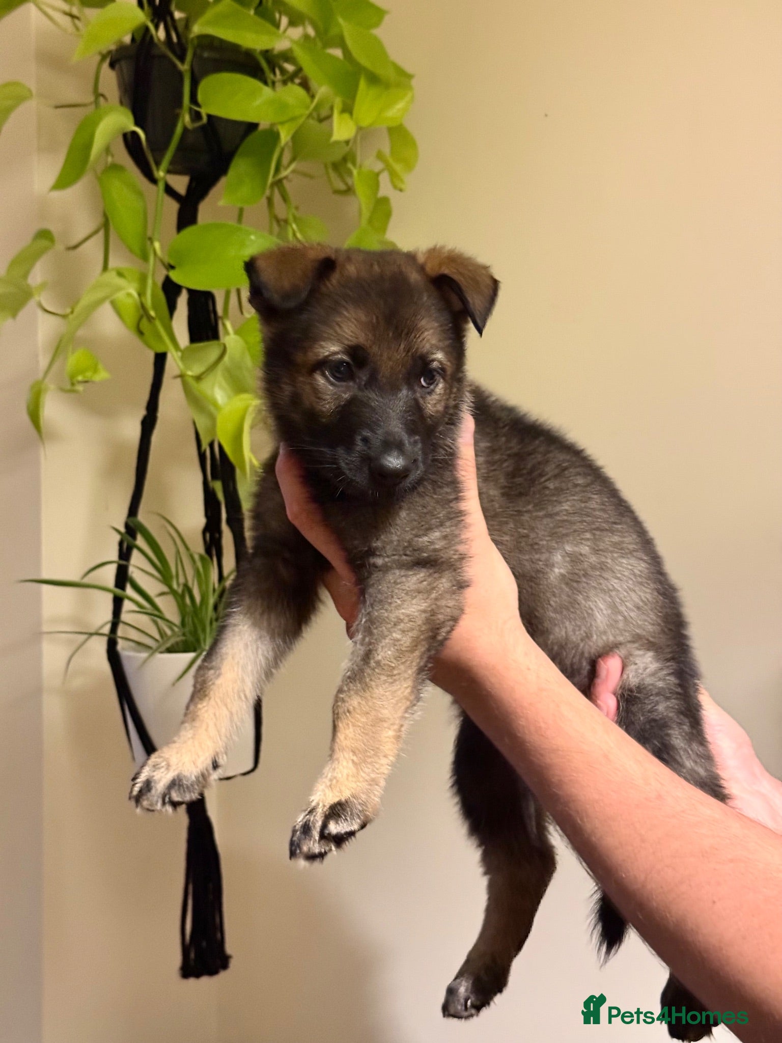 German Shepherd dogs German Shepherd Puppies - Advert 1