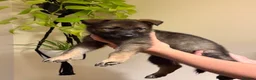 German Shepherd dogs for sale: German Shepherd Puppies - Advert 1