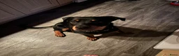 Rottweiler dogs for sale: Rottweiler puppy - male in Scarborough - Advert 2