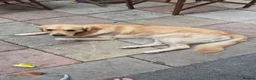 Golden Retriever dogs for stud: Golden retriever for stud - Advert 4