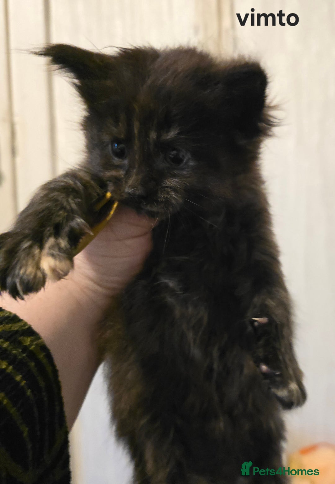 Maine Coon cats for sale: Maine Coon Kittens Tortie/Torbie Russian lines - Image 27